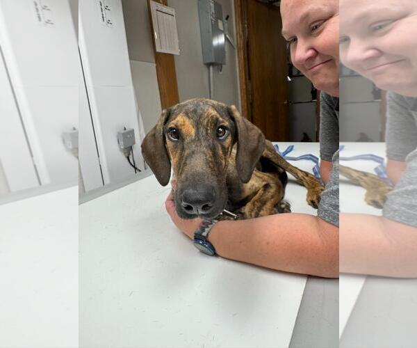 Medium Photo #1 Doberman Pinscher-Unknown Mix Puppy For Sale in Buffalo, MN, USA