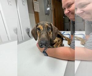Doberman Pinscher-Unknown Mix Dogs for adoption in Buffalo, MN, USA