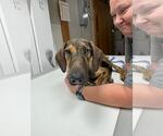 Small Doberman Pinscher Mix