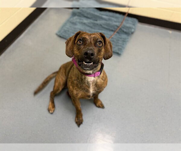 Medium Photo #1 Cardigan Welsh Corgi-Plott Hound Mix Puppy For Sale in Denver, CO, USA