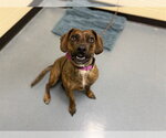 Small Cardigan Welsh Corgi-Plott Hound Mix