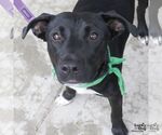 Small #1 Retriever  Mix