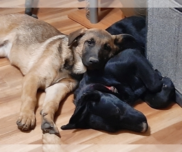 Medium Photo #2 Malinois Puppy For Sale in ORCHARDS, WA, USA