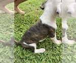 Small Photo #2 American Bulldog Puppy For Sale in WINTERVILLE, GA, USA
