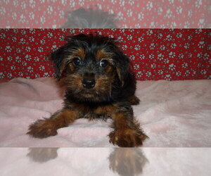 Yorkshire Terrier Puppy for sale in PATERSON, NJ, USA