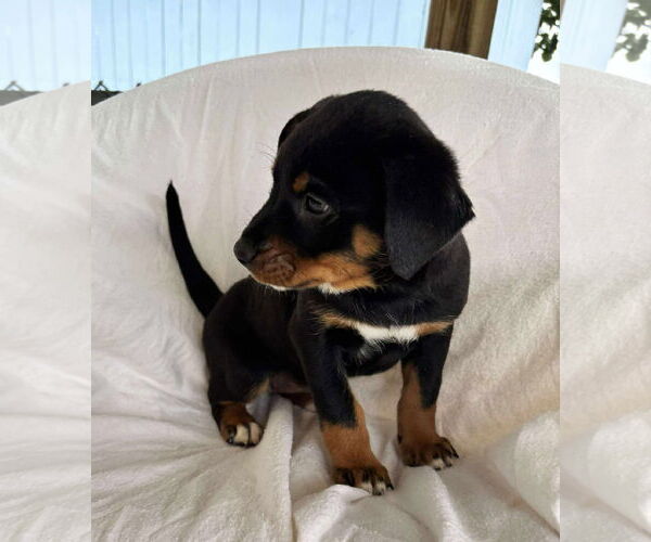 Medium Photo #1 Labrador Retriever-Unknown Mix Puppy For Sale in Rustburg, VA, USA