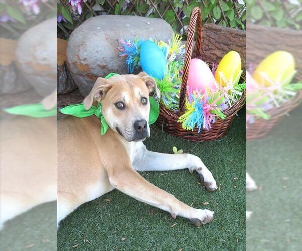 Medium Photo #2 Mutt Puppy For Sale in Oklahoma City, OK, USA