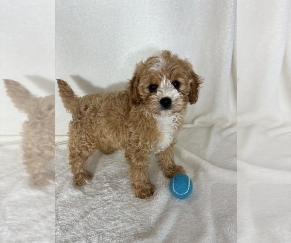 Medium Photo #3 Cavapoo mix (+ Poodle Miniature) Puppy For Sale in GREENFIELD, IN, USA