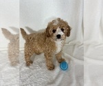 Small #2 Cavapoo mix (+ Poodle Miniature)