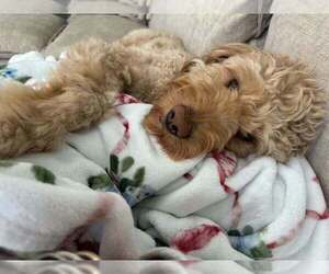 Jax Doo - Male Labrador Retriever-Unknown Mix Dog for Adoption - Photo #3