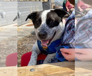 Mutt Dogs for adoption in Minneapolis, MN, USA