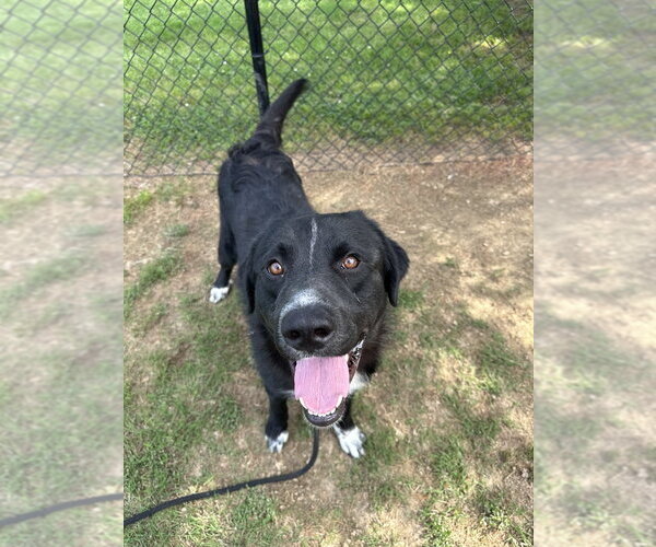 Medium Photo #6 Retriever -Unknown Mix Puppy For Sale in Evansville, IN, USA