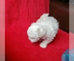 Small Photo #5 Maltese Puppy For Sale in PISCATAWAY, NJ, USA
