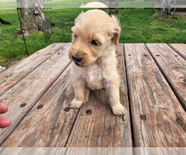 Medium Photo #2 Goldendoodle Puppy For Sale in LEON, KS, USA