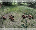 Small Photo #7 Rhodesian Ridgeback Puppy For Sale in DIVIDE, CO, USA