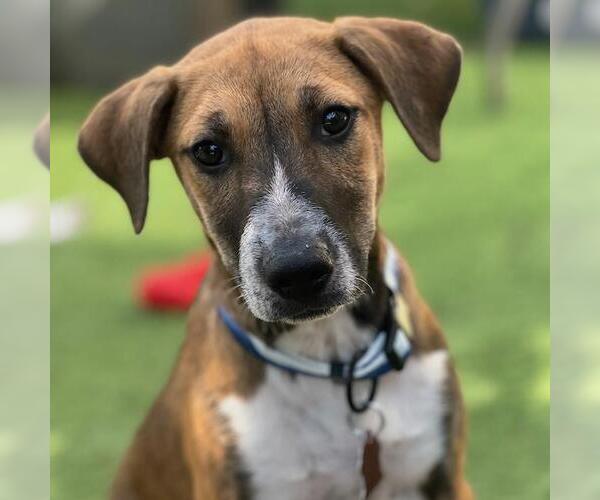 Medium Photo #3 Mutt Puppy For Sale in San Diego, CA, USA