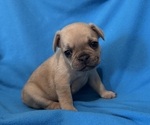 Small Photo #12 French Bulldog Puppy For Sale in DEER TRAIL, CO, USA