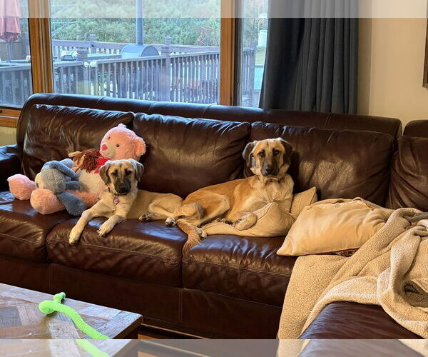 Medium Photo #2 Mutt Puppy For Sale in Minneapolis, MN, USA