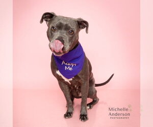 Mutt Dogs for adoption in Corona, CA, USA
