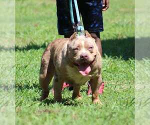American Bully Puppy for Sale in ORANGEBURG, South Carolina USA