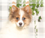 Image preview for Ad Listing. Nickname: Litter of 2