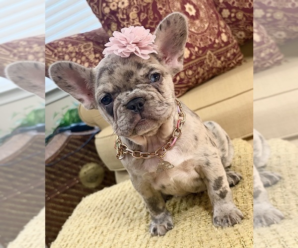 Medium Photo #1 French Bulldog Puppy For Sale in SNELLVILLE, GA, USA