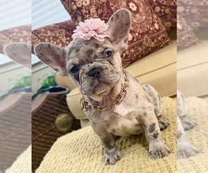French Bulldog Puppy for sale in SNELLVILLE, GA, USA