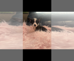Small #6 Pembroke Welsh Corgi