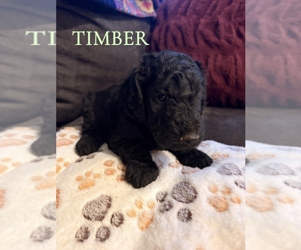Medium Photo #15 Goldendoodle Puppy For Sale in DENVER, NC, USA