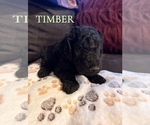Small #14 Goldendoodle