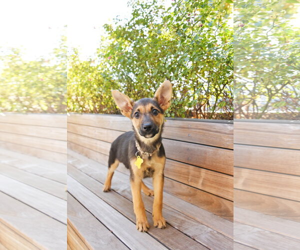 Medium Photo #1 German Shepherd Dog-Unknown Mix Puppy For Sale in Sandy, UT, USA