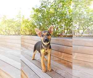 German Shepherd Dog-Unknown Mix Dogs for adoption in Sandy, UT, USA