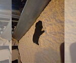 Small Photo #3 Cane Corso Puppy For Sale in COLUMBIA, SC, USA