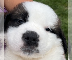 Saint Bernard Puppy for Sale in PAPILLION, Nebraska USA