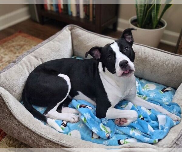 Medium Photo #1 Mutt Puppy For Sale in Martinsburg, WV, USA