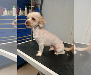 Shih Tzu-Unknown Mix Dogs for adoption in Stroudsburg, PA, USA