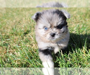 Pominese Puppy for sale in BLOOMINGTON, IN, USA