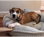 Small Photo #2 Mutt Puppy For Sale in Bellevue, WA, USA