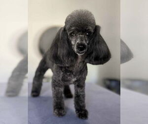 Poodle (Toy) Dogs for adoption in Pacolet, SC, USA