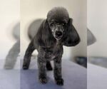 Small Poodle (Toy)