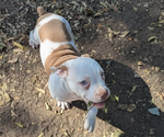 Small #1 Olde English Bulldogge