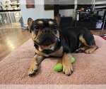 Small French Bulldog