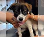 Small #1 Labrador Retriever Mix