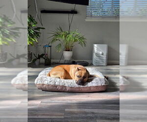 Mutt Dogs for adoption in Santa Barbara, CA, USA