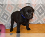 Puppy Juniper Labrador Retriever