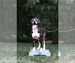 Small #6 American Pit Bull Terrier-American Staffordshire Terrier Mix