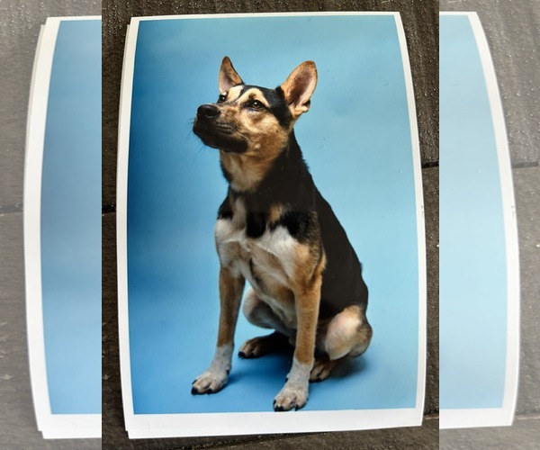 Medium Photo #1 German Shepherd Dog-Unknown Mix Puppy For Sale in Woodbury, NY, USA