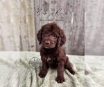 Puppy Baby Ruth Labradoodle