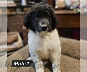 Newfoundland Puppy for sale in BERESFORD, SD, USA