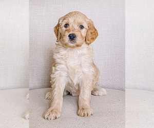 Goldendoodle-Poodle (Standard) Mix Puppy for sale in MOUNTAIN HOME, ID, USA